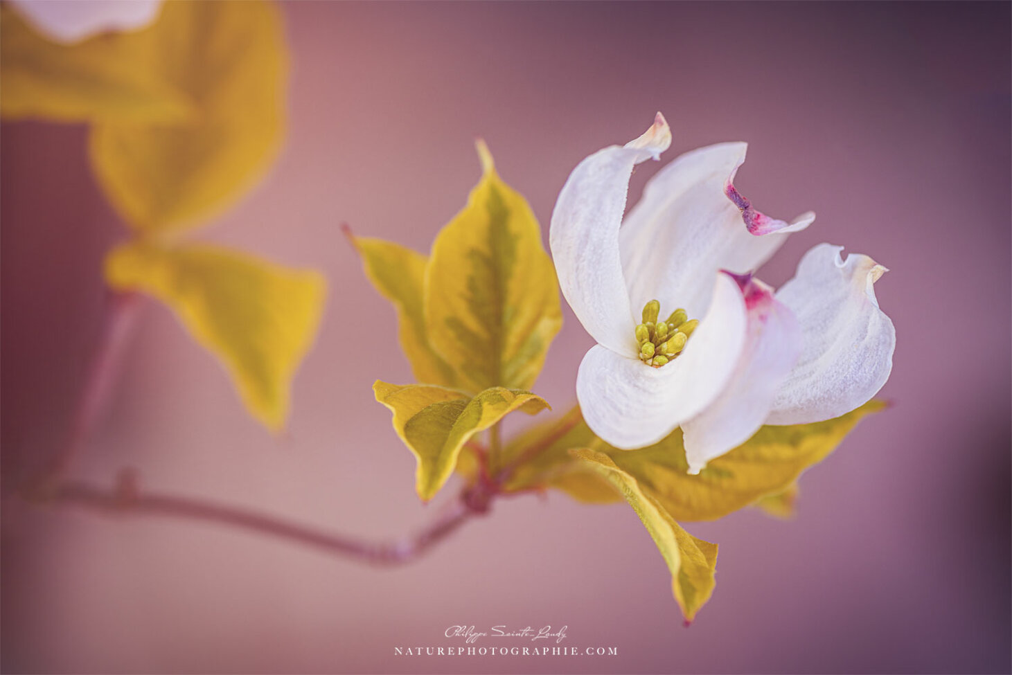 Fleur de cornouiller