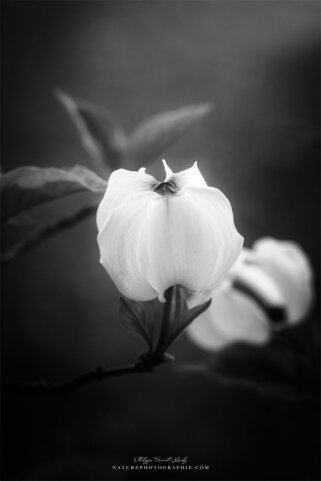 Gros plan de cornouiller