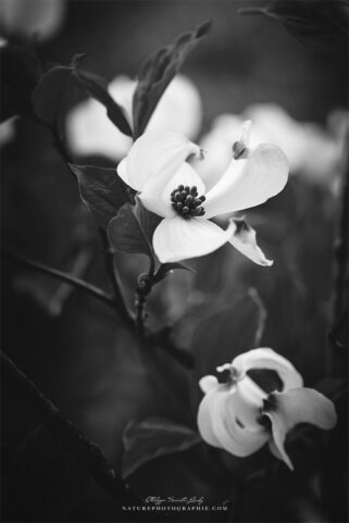 Noir et blanc de fleurs de cornouiller