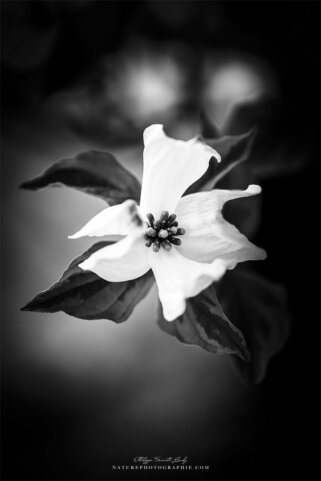 Une fleur de cornouiller en gros plan