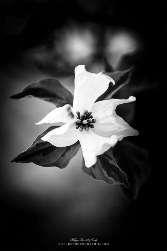 Une fleur de cornouiller en gros plan