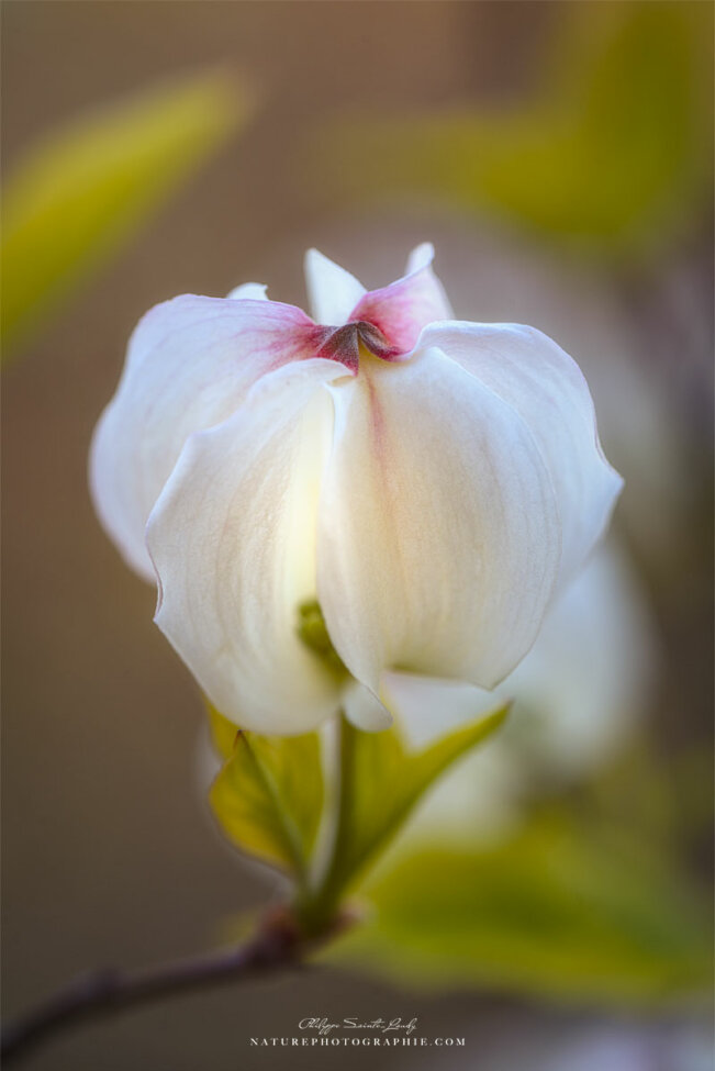 Lumière sur une fleur de cornouiller
