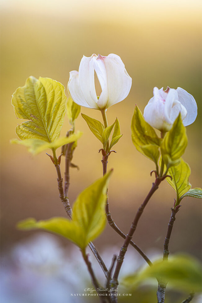 Fleur de cornouiller dans le soleil