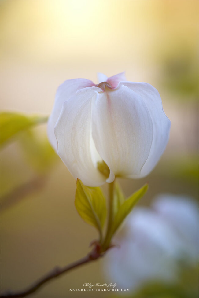 Tête de fleur de cornouiller