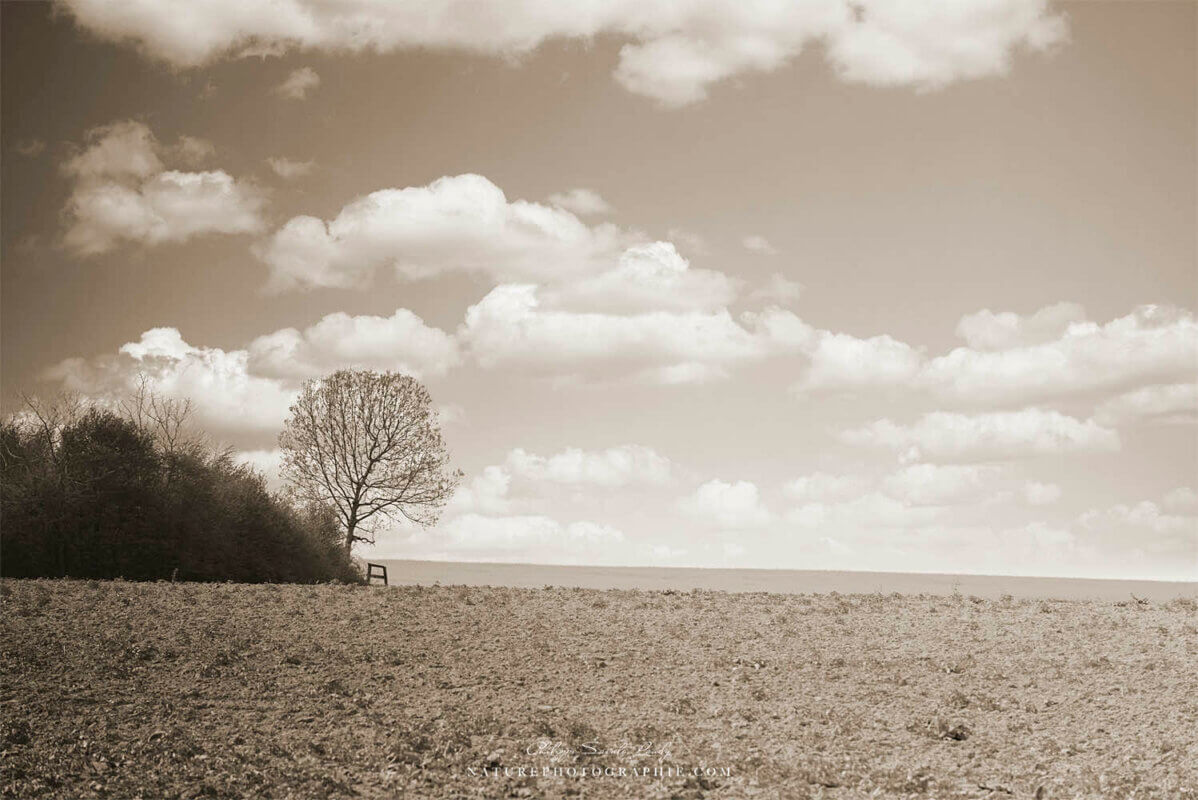 Campagne sépia