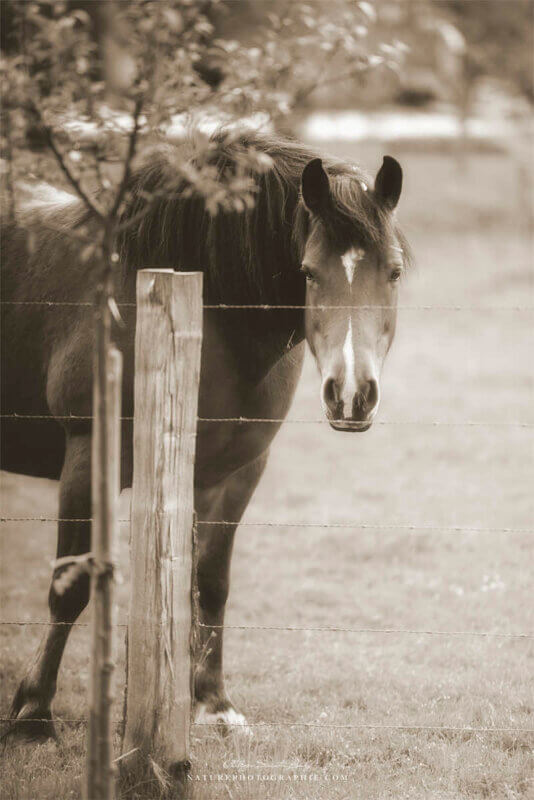 Portrait de cheval
