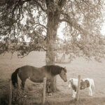 Un petit et un grand cheval