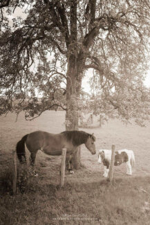 Un petit et un grand cheval
