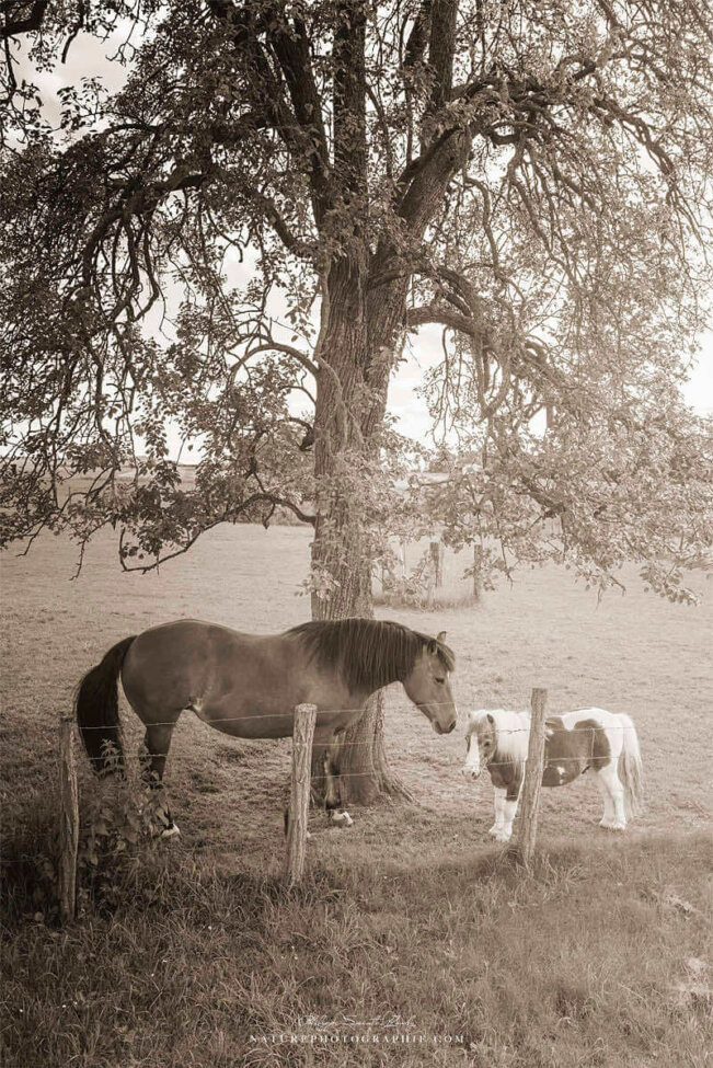 Un petit et un grand cheval