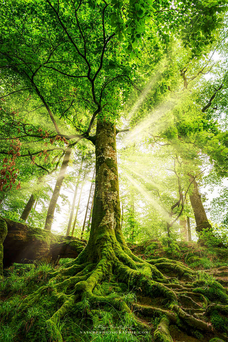 Les Plus Belles Photos De La Nature Hd La Plus Belle Nature Du Monde Les Plus Belles Photos De La Nature Hd La Plus Belle Nature Du Monde