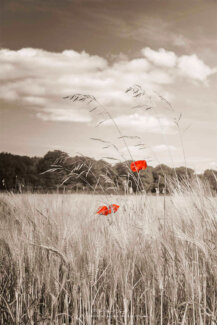 Couple de coquelicots