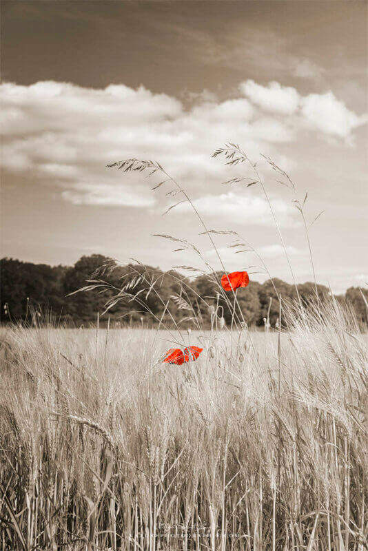 Couple de coquelicots