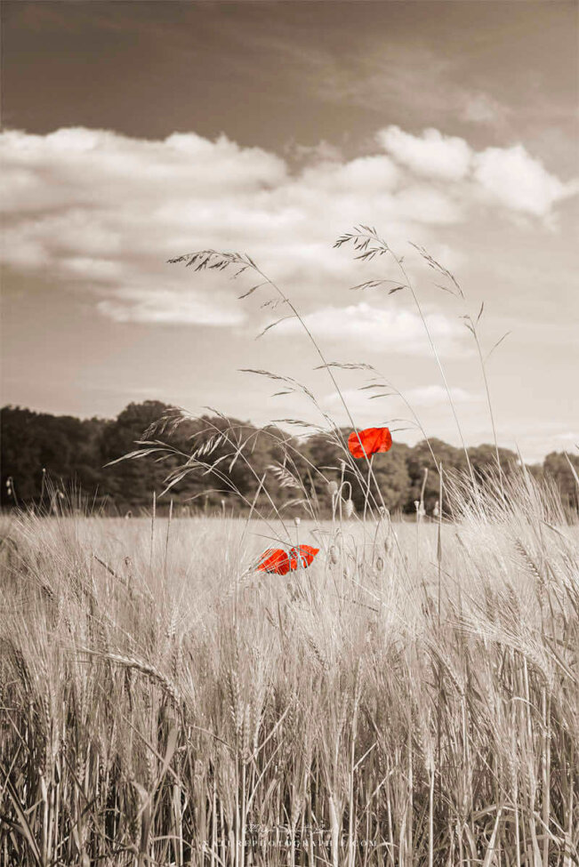 Couple de coquelicots