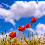 Coquelicots devant un ciel nuageux