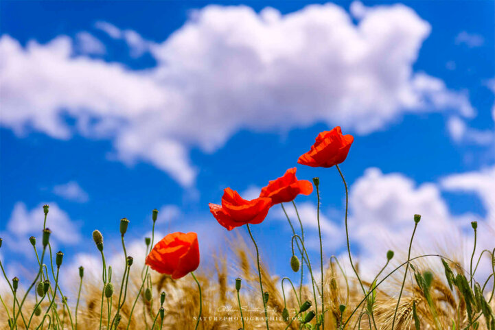 Coquelicots devant un ciel nuageux