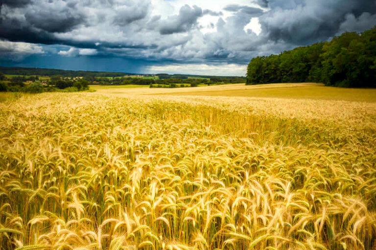 VIGNETTE-V Des photos de nature