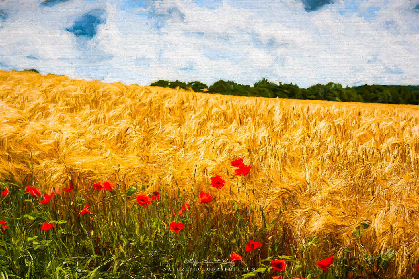 Champs de coquelicots en paintographie