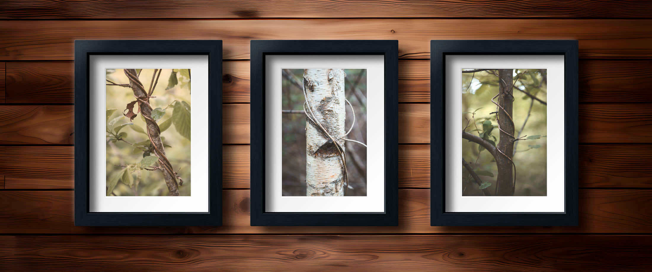 Série de photos de lianes autour de tronc d'arbres