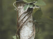 Série de photographies sur des troncs d'arbres entourés de lianes