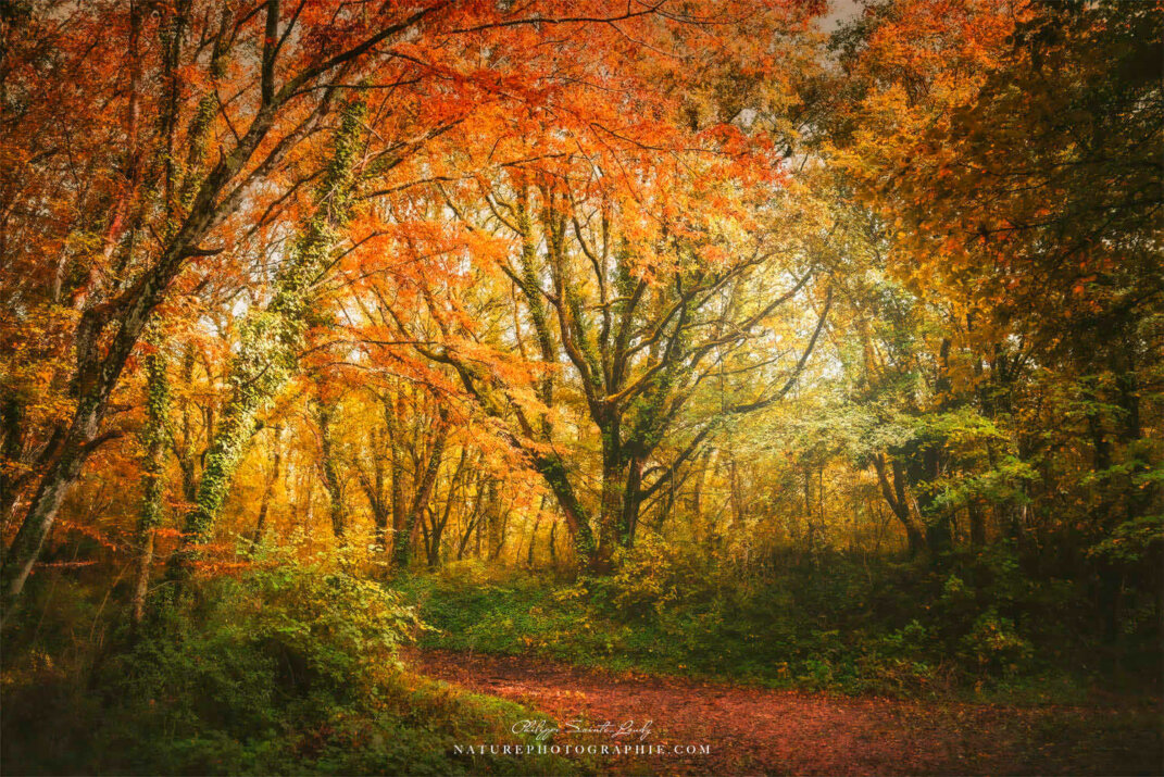 Les couleurs de l'automne en forêt