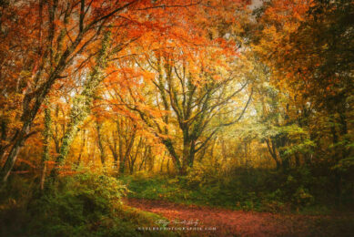 Les couleurs de l'automne en forêt