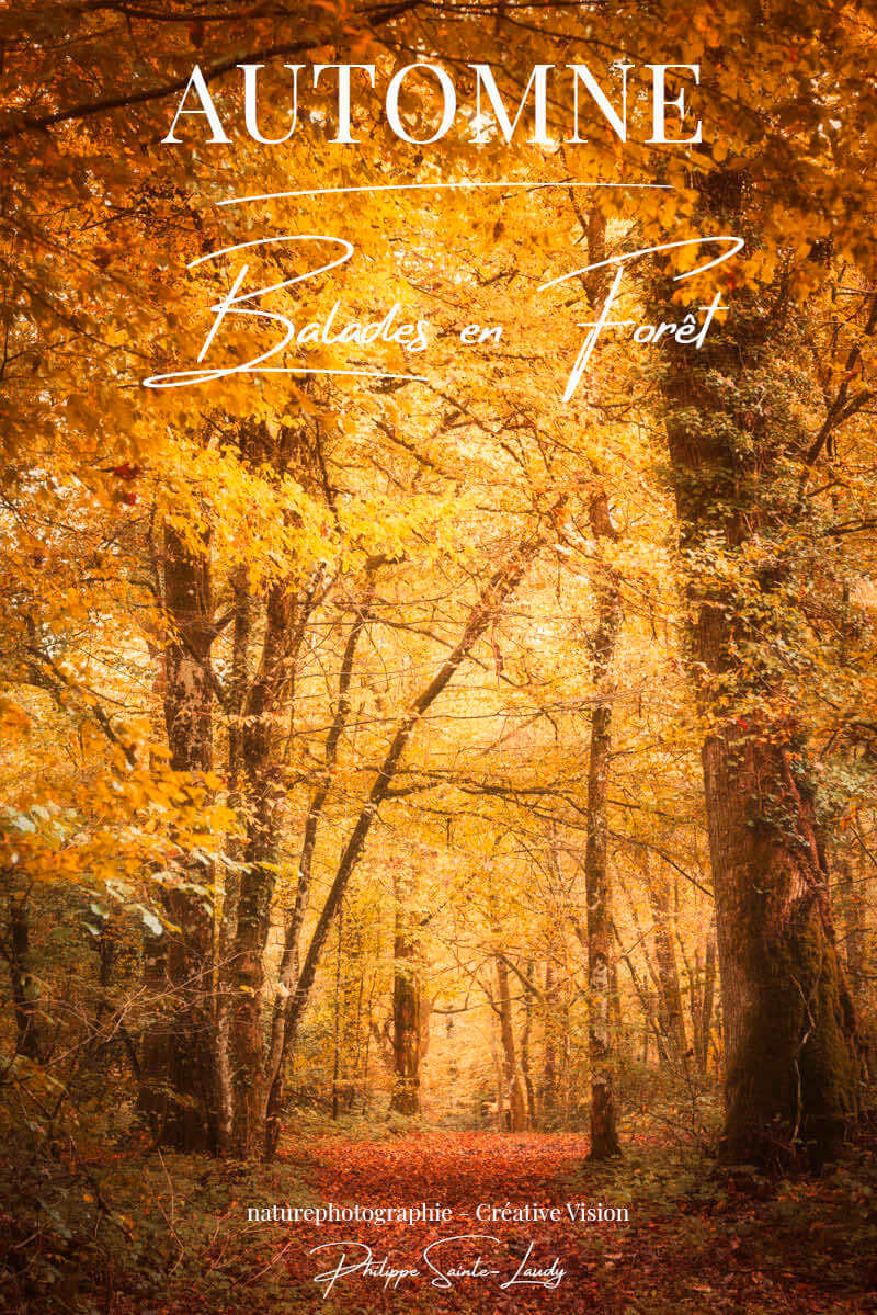 Balade-en-forêt-en-automne