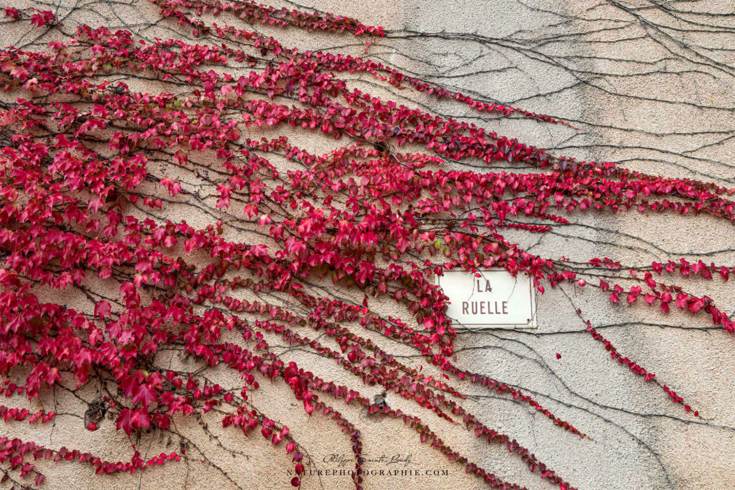 Feuilles rouges en automne