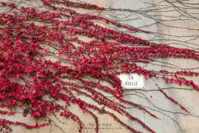 Feuilles rouges en automne