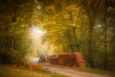 Lumière en forêt