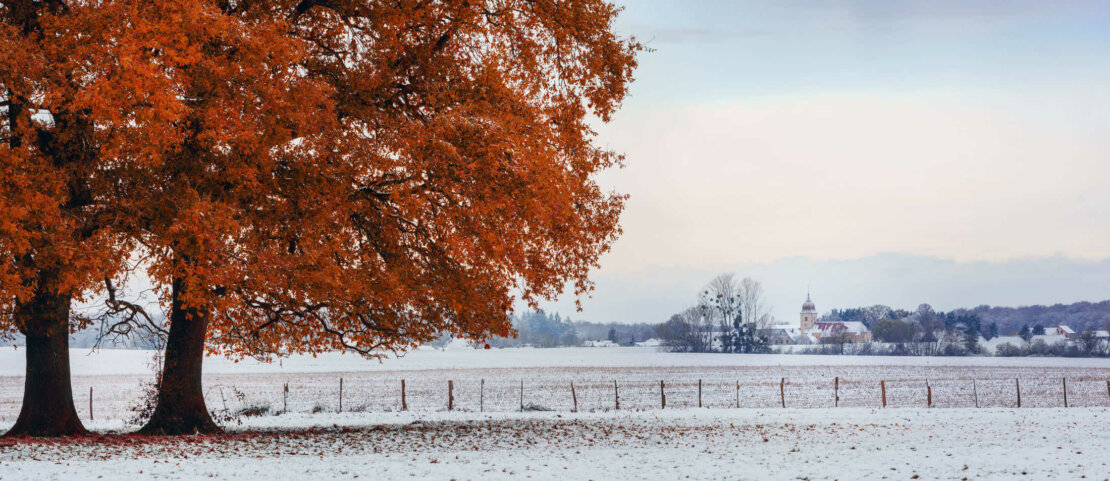 Chêne rouge en automne