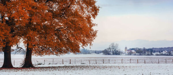 Chêne rouge en automne
