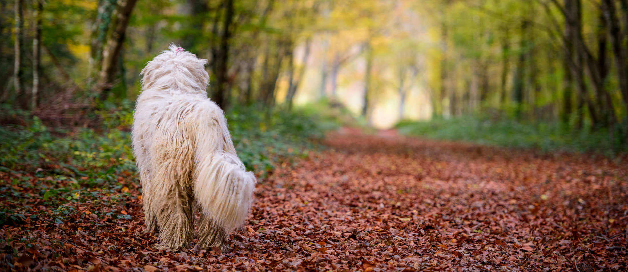 Komondor dans une forêt en automne