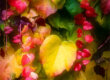 Couleurs d'automne