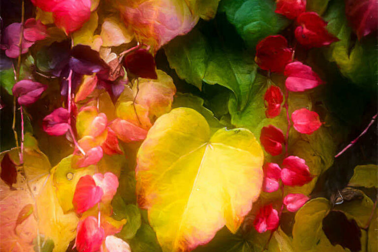 Les-couleurs-de-l’automne Couleurs d'automne