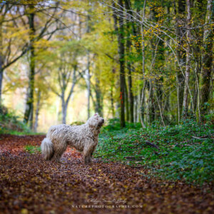 Maddy en forêt Maddy en forêt