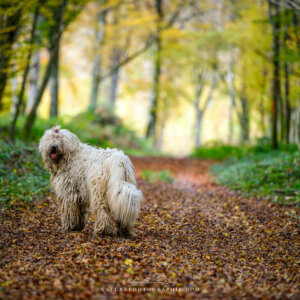 Oui, j’arrive Oui, j'arrive