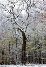 Un arbre nu, gelé sous la neige
