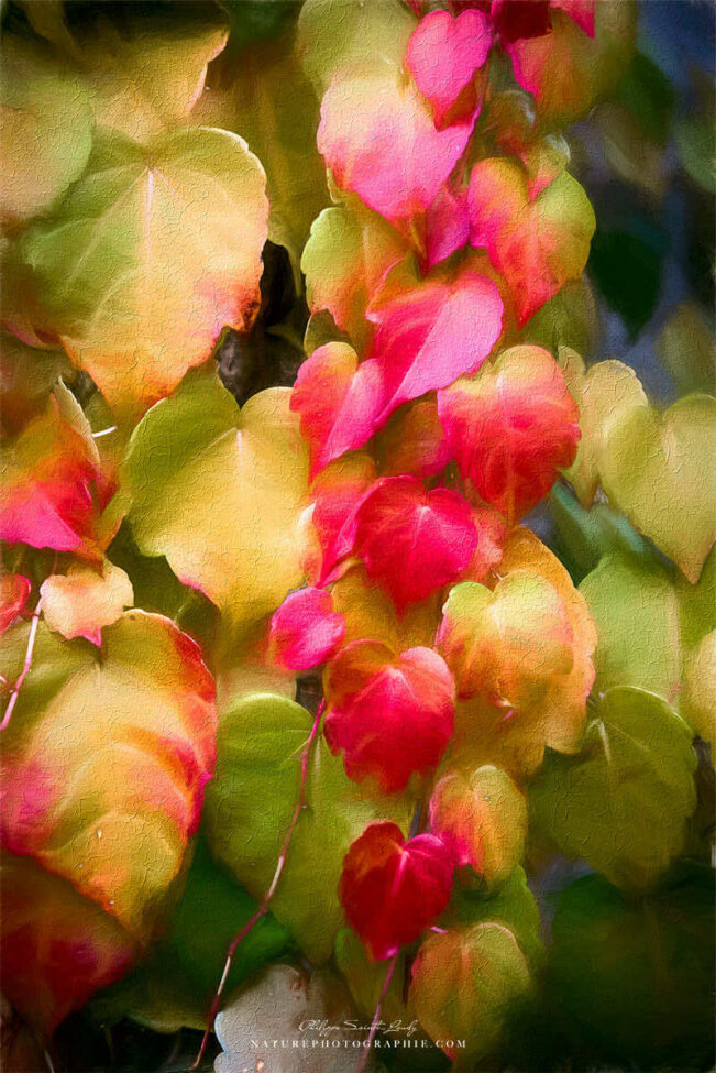 Gros plan sur vigne vierge en automne