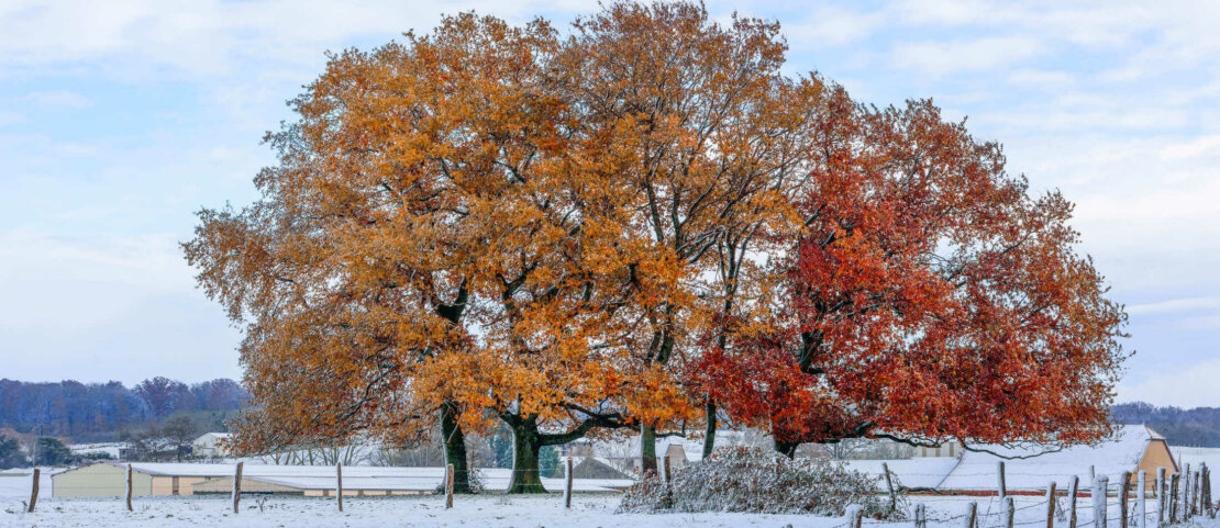 Chênes en automne avec de la neige
