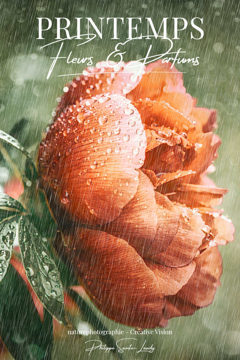Photos de fleurs