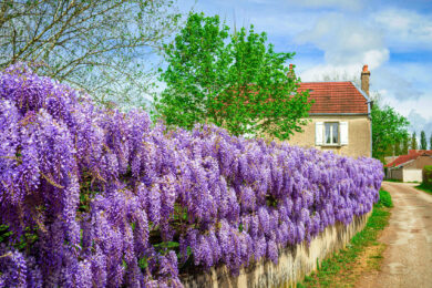 Glycine