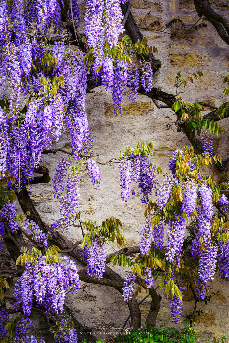 Photographic study of Wisteria #12