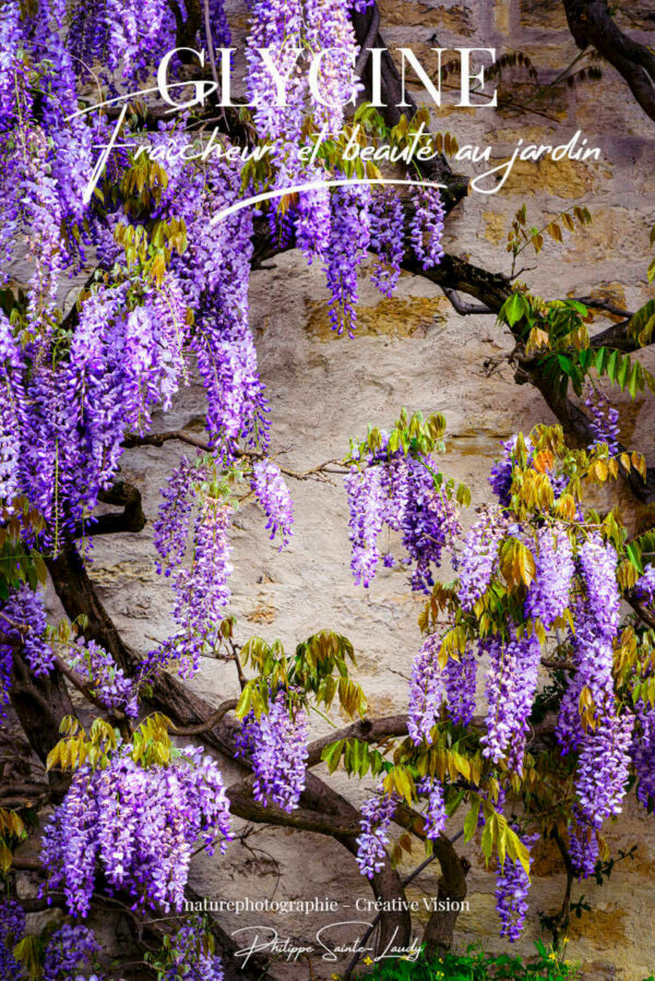Photos de glycine