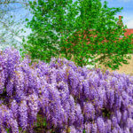 Photos de glycine en fleurs