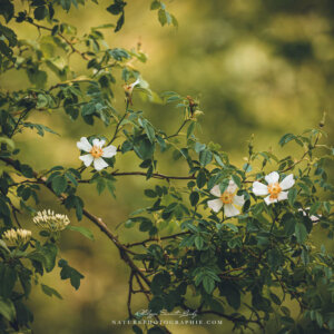 Forbidden Love Forbidden Love