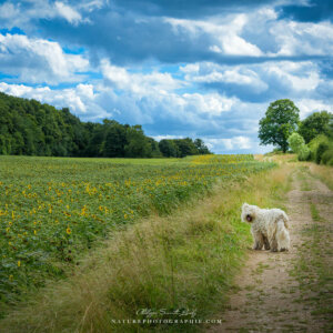 DSC_4738-copie DSC_4738-copie