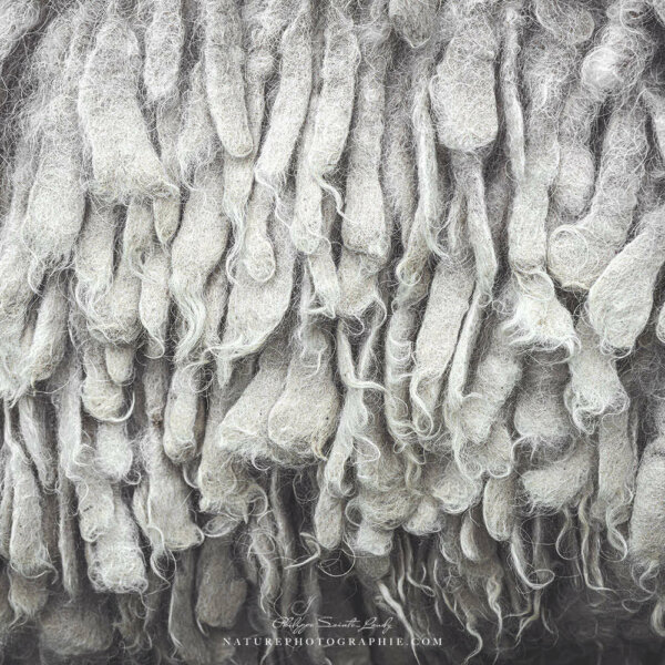 Le poil à Maddy Le poil à Maddy