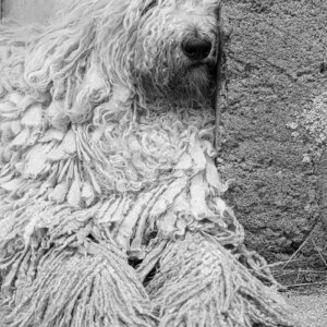 Maddy après la promenade Maddy après la promenade