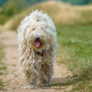 Maddy en promenade Maddy en promenade