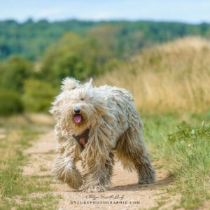 Maddy et pas chassé Maddy et pas chassé